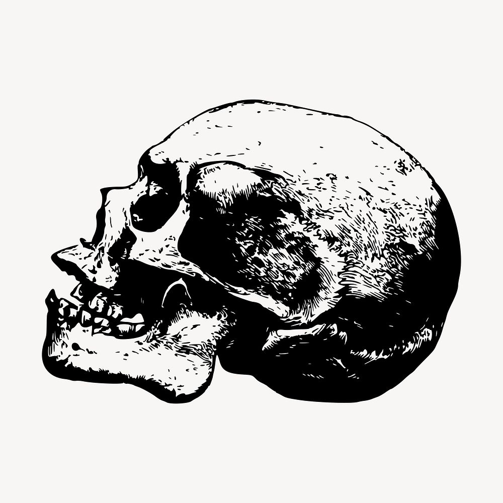 Human skull clipart, vintage Halloween illustration vector. Free public domain CC0 image.