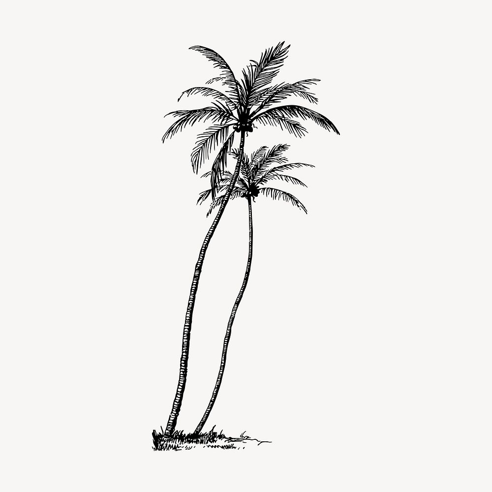 Coconut tree clipart, vintage botanical illustration vector. Free public domain CC0 image.