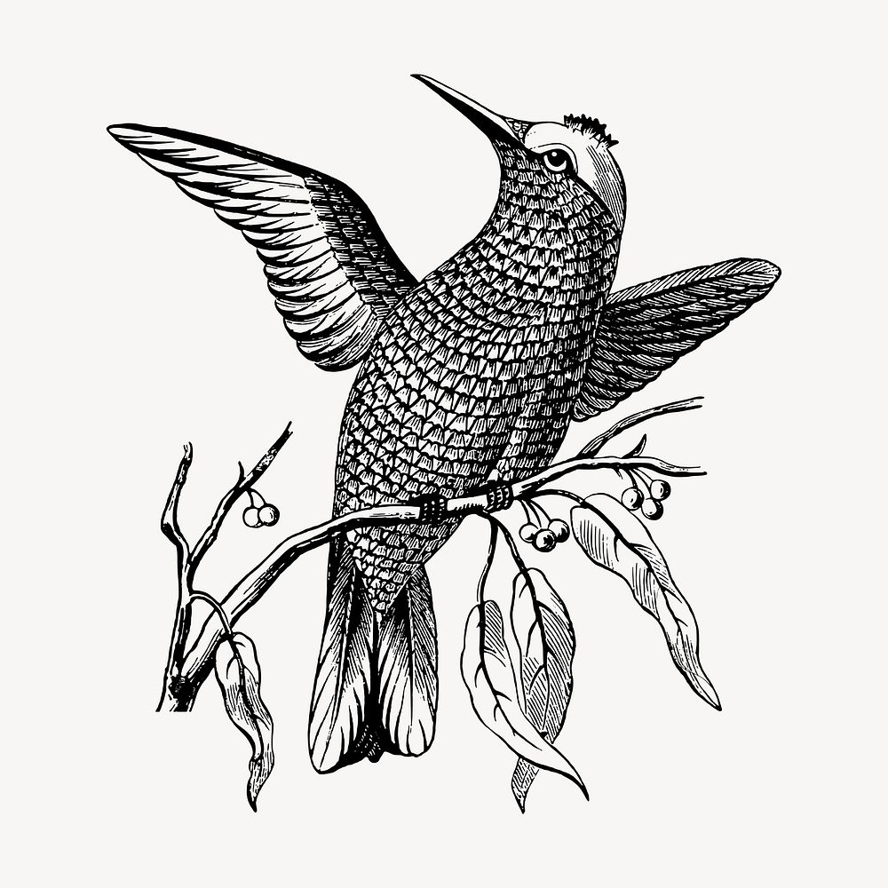 Passerine bird clipart, vintage animal illustration vector. Free public domain CC0 image.