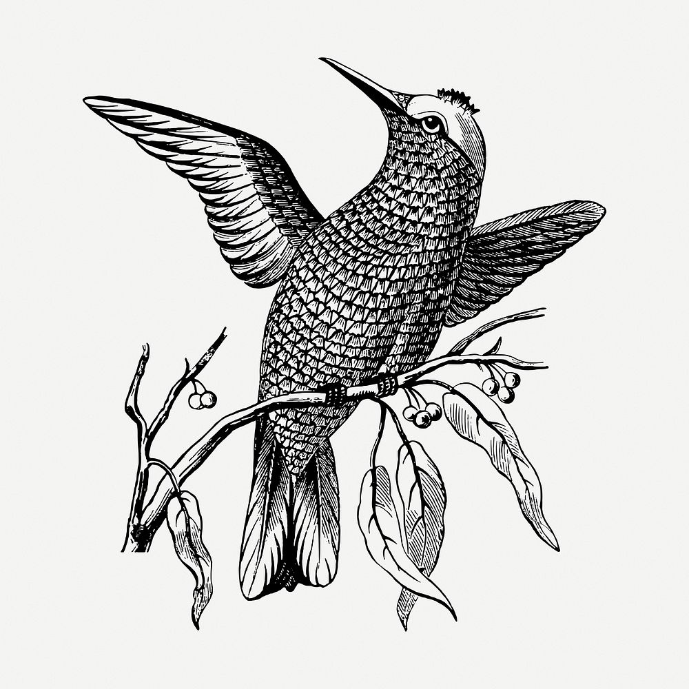 Passerine bird drawing, vintage animal illustration psd. Free public domain CC0 image.