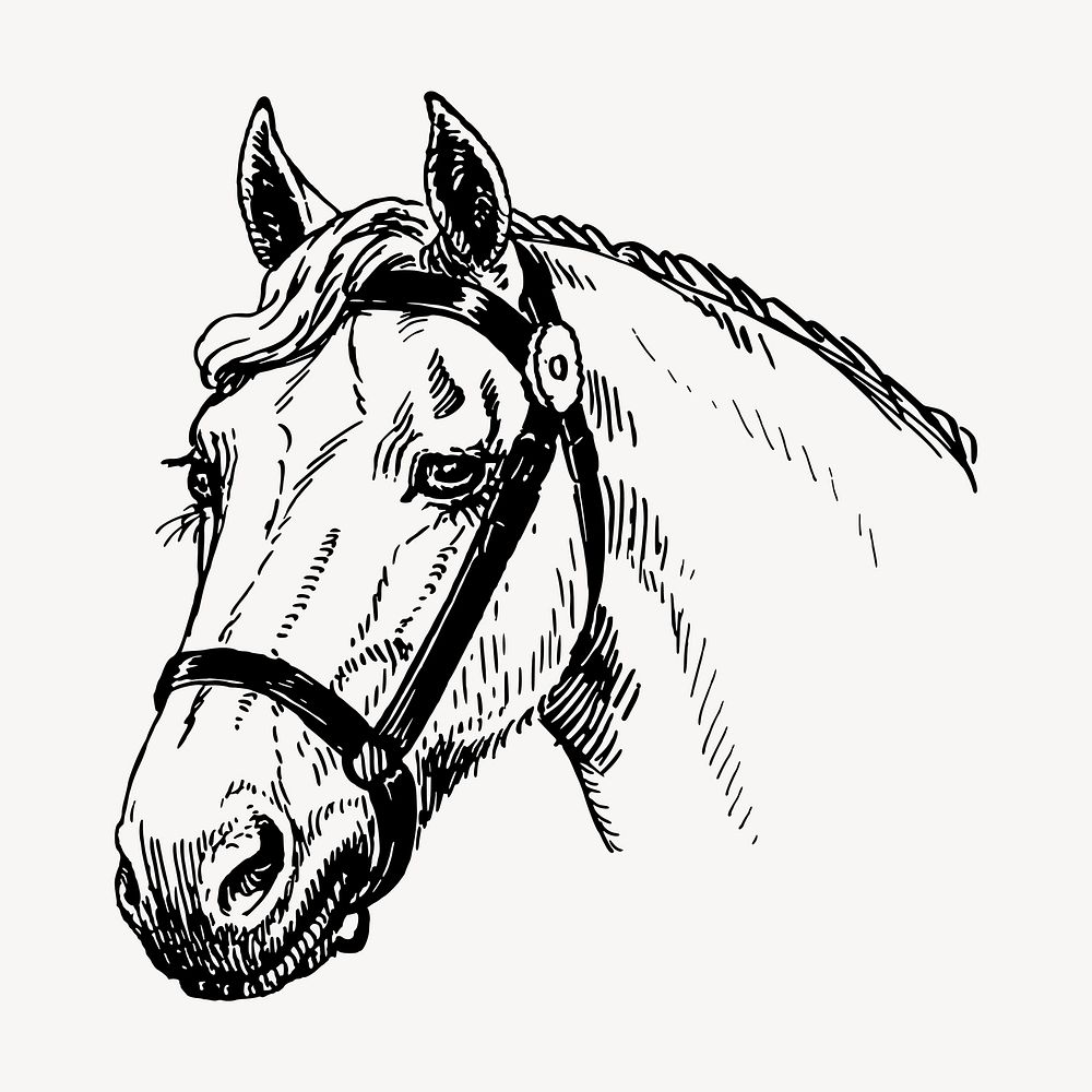 Horse head clipart, vintage animal illustration vector. Free public domain CC0 image.