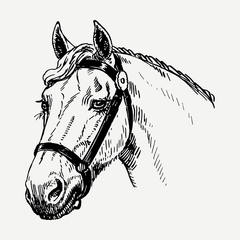 horse head coloring pages - Clip Art Library