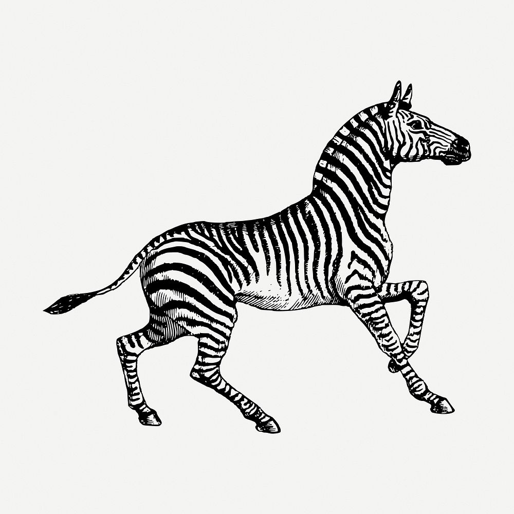 Zebra drawing, vintage wildlife illustration psd. Free public domain CC0 image.