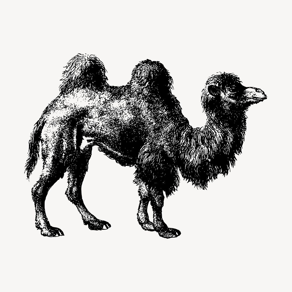 Camel clipart, vintage animal illustration vector. Free public domain CC0 image.