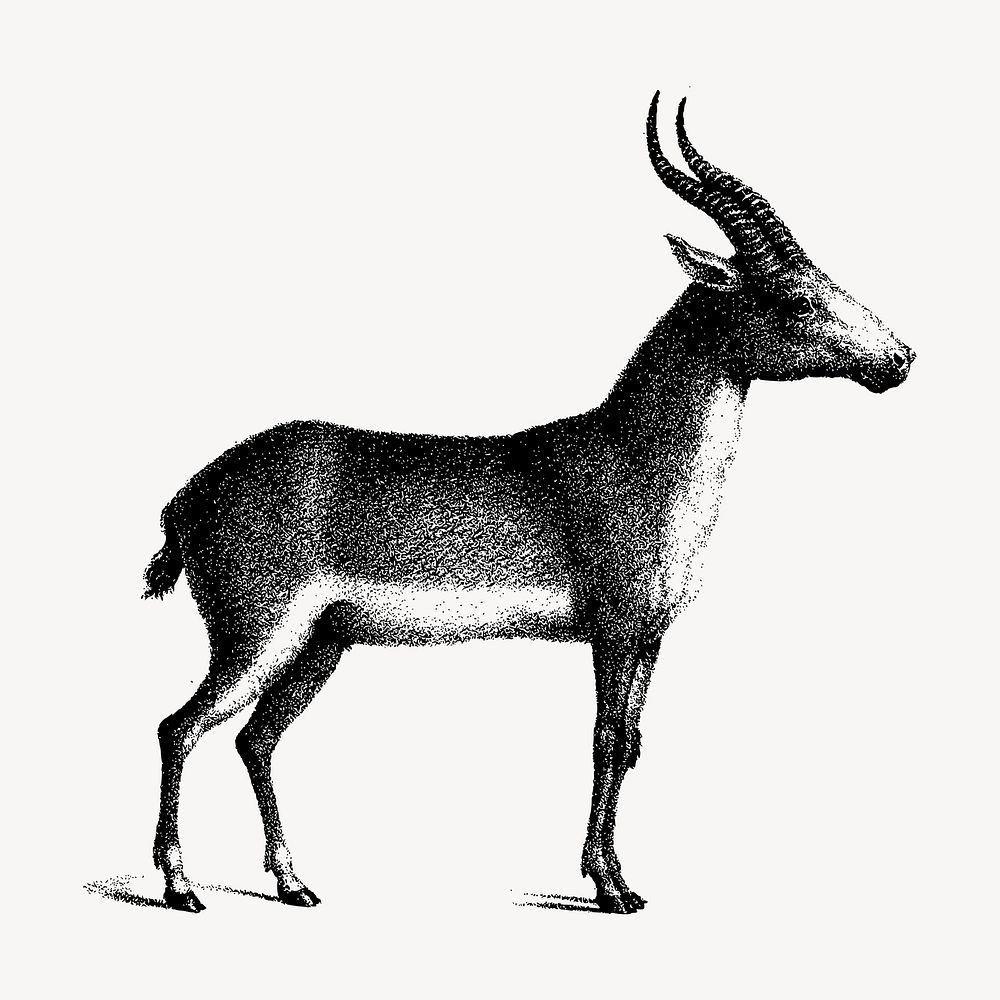 Saiga antelope clipart, vintage animal illustration vector. Free public domain CC0 image.