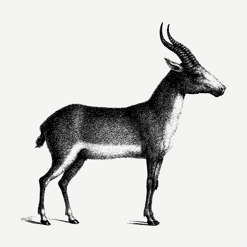 Saiga antelope drawing, vintage wildlife illustration psd. Free public domain CC0 image.