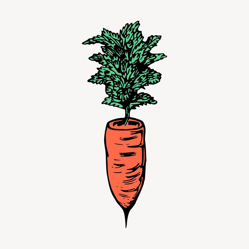 Carrot clipart, vintage vegetable illustration vector. Free public domain CC0 image.