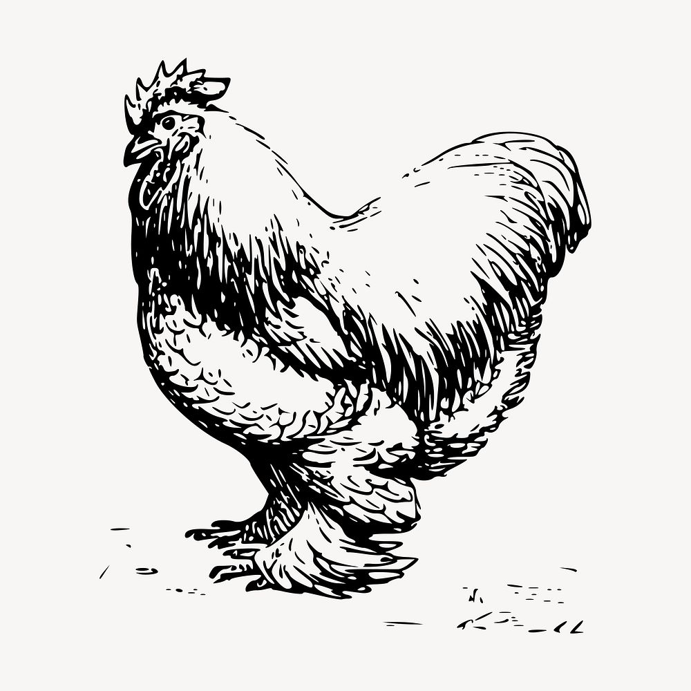 Chicken drawing, vintage farm animal illustration vector. Free public domain CC0 image.
