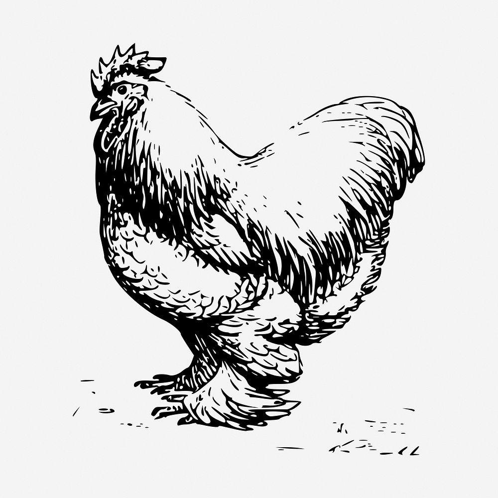 Chicken drawing, vintage farm animal illustration. Free public domain CC0 image.