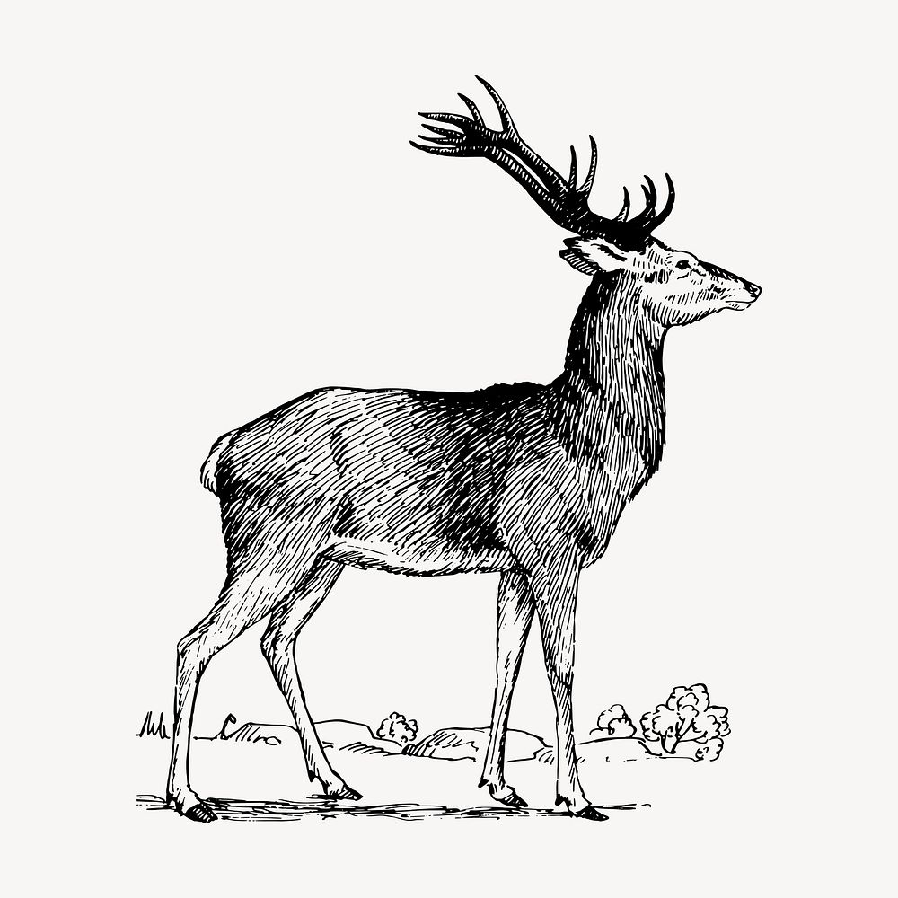 Stag drawing, vintage animal illustration vector. Free public domain CC0 image.