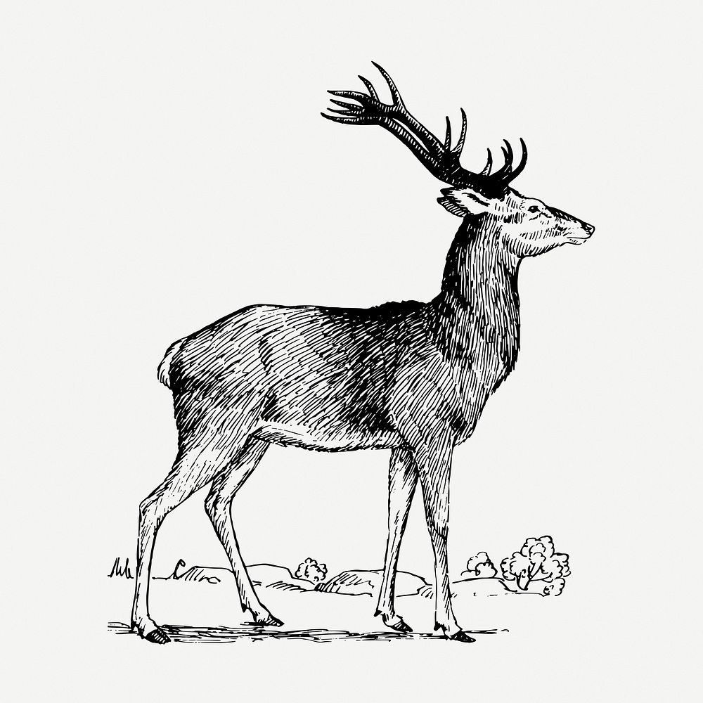Stag drawing, vintage animal illustration psd. Free public domain CC0 image.