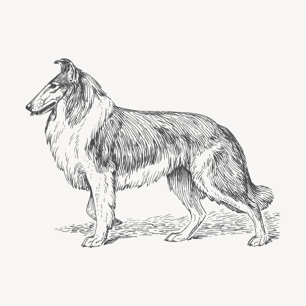Collie dog drawing, vintage animal illustration vector. Free public domain CC0 image.