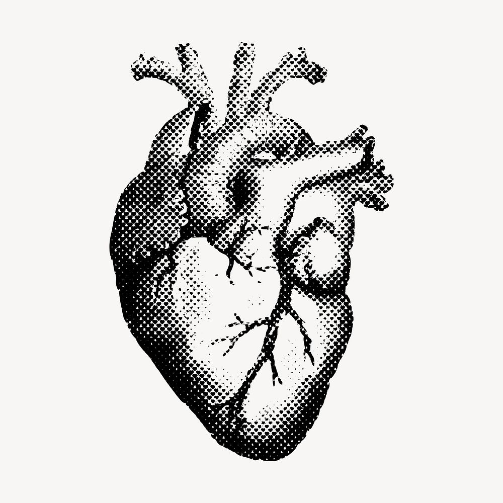 Heart drawing, vintage medical illustration vector. Free public domain CC0 image.