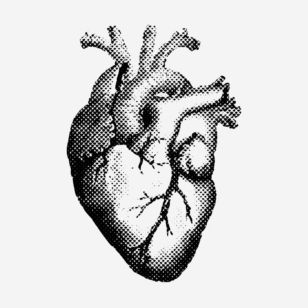 Heart drawing, vintage medical illustration. Free public domain CC0 image.