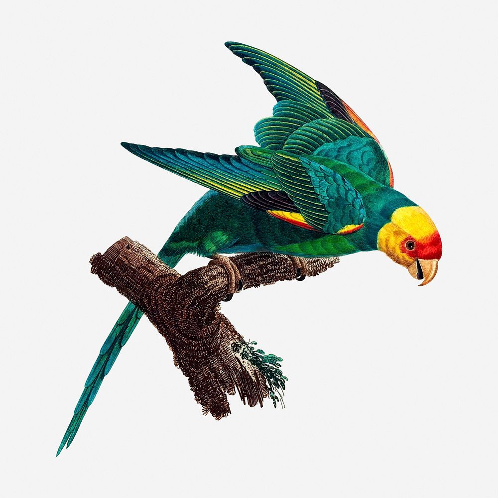 Carolina parakeet bird clipart, vintage animal illustration. Free public domain CC0 image.