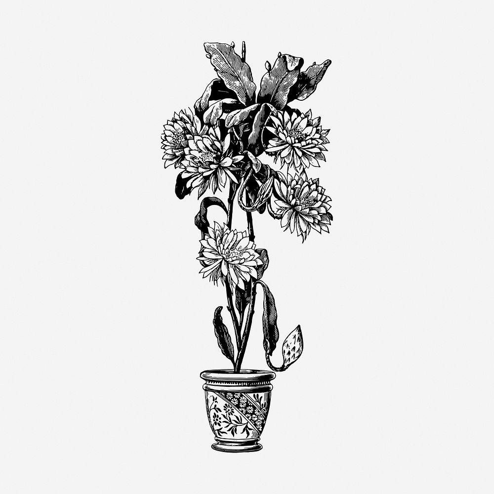 Epiphyllum flower pot drawing, vintage botanical illustration. Free public domain CC0 image.