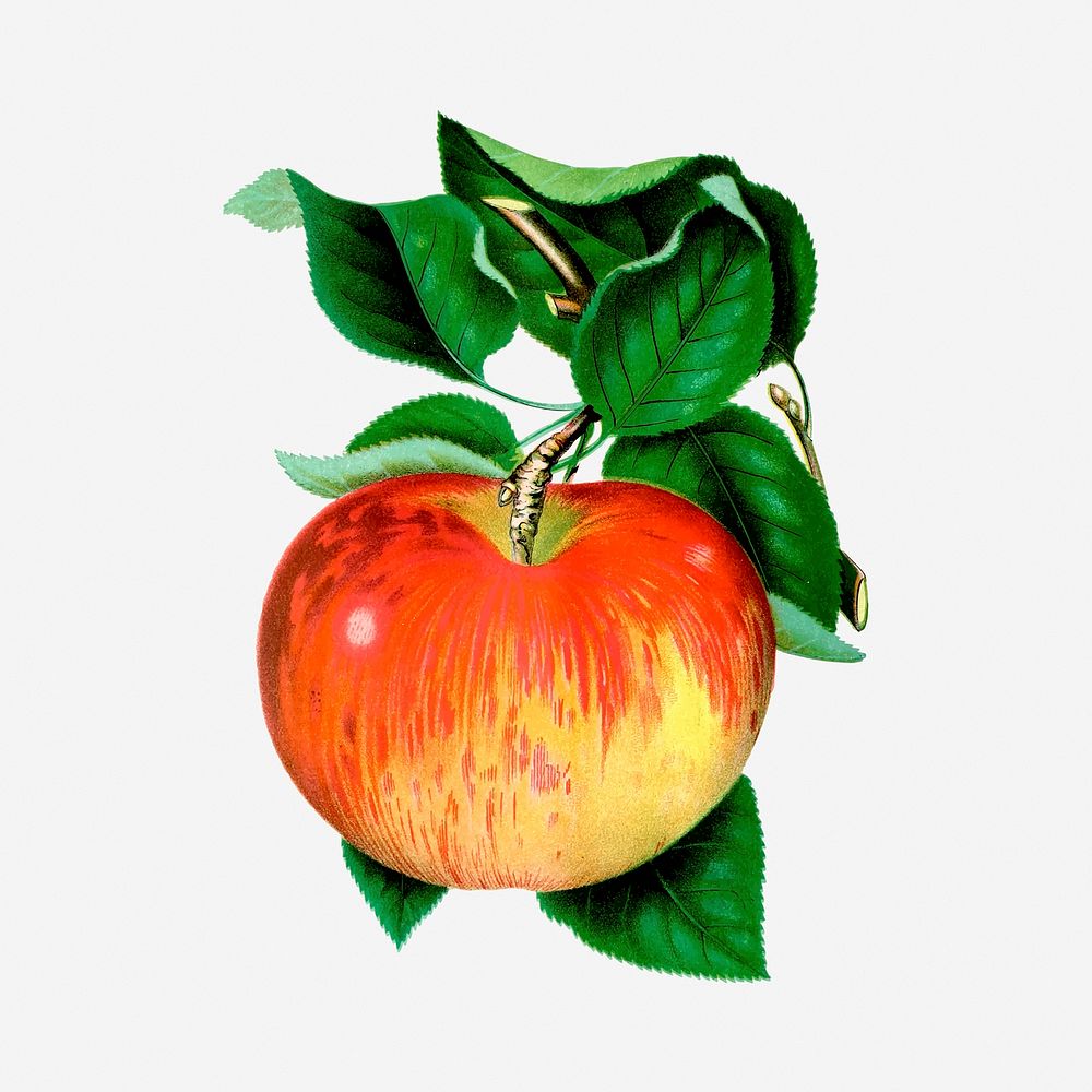 Apple clipart, vintage fruit illustration. Free public domain CC0 image.