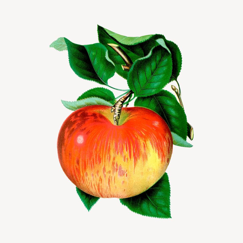 Apple clipart, vintage fruit illustration vector. Free public domain CC0 image.