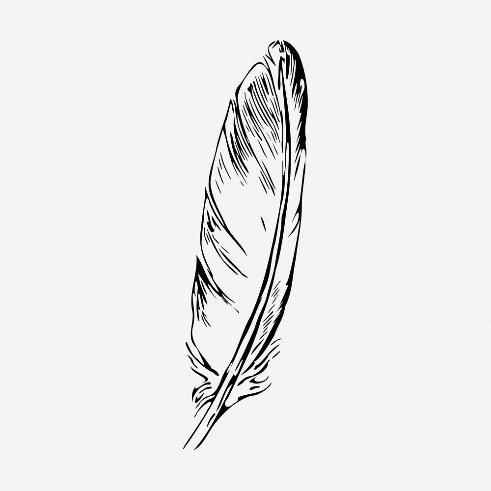 Bird feather drawing, vintage object illustration. Free public domain CC0 image.