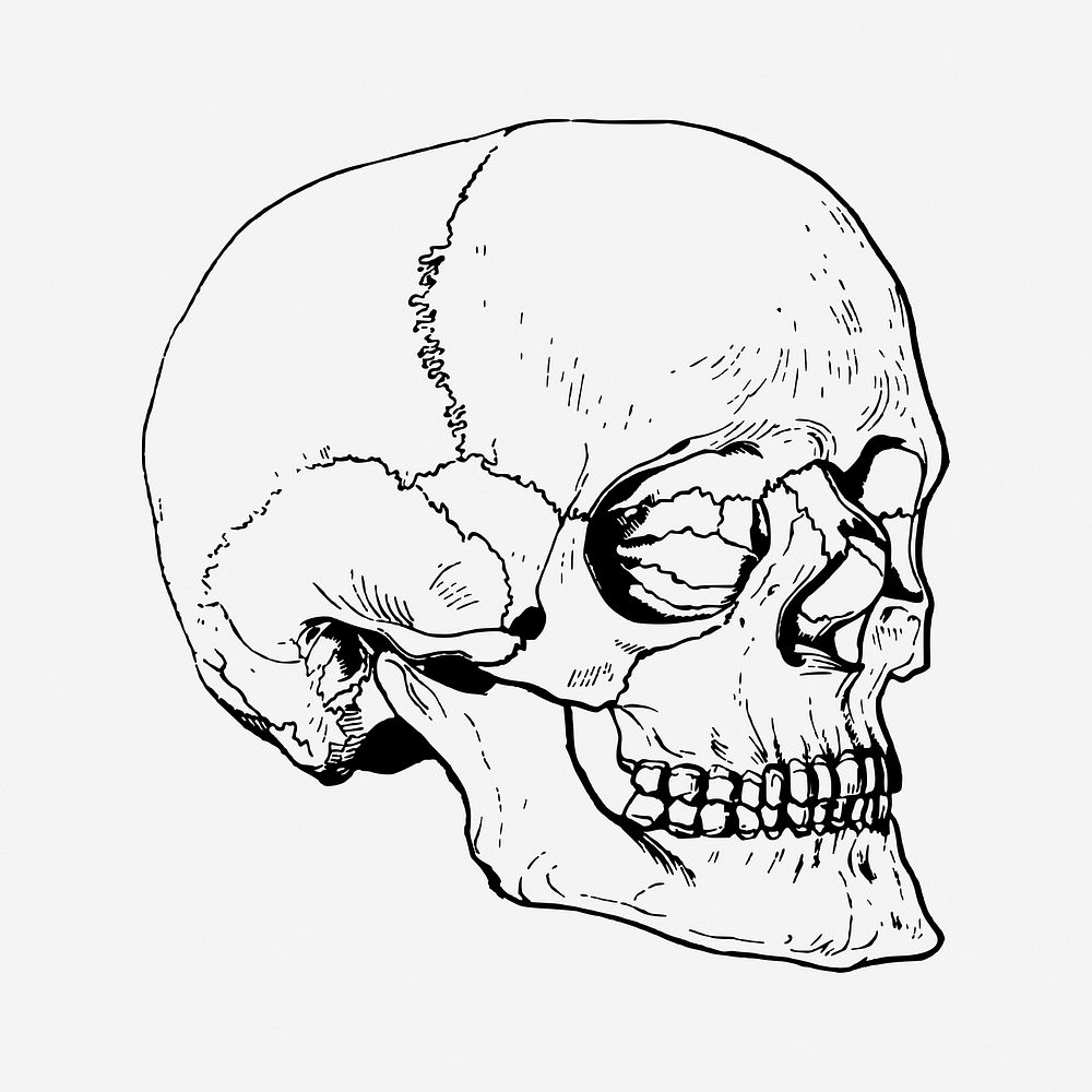 Human skull drawing, vintage Halloween illustration. Free public domain CC0 image.