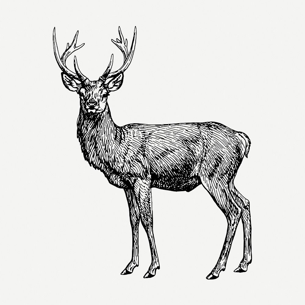 Stag drawing, vintage animal illustration psd. Free public domain CC0 image.