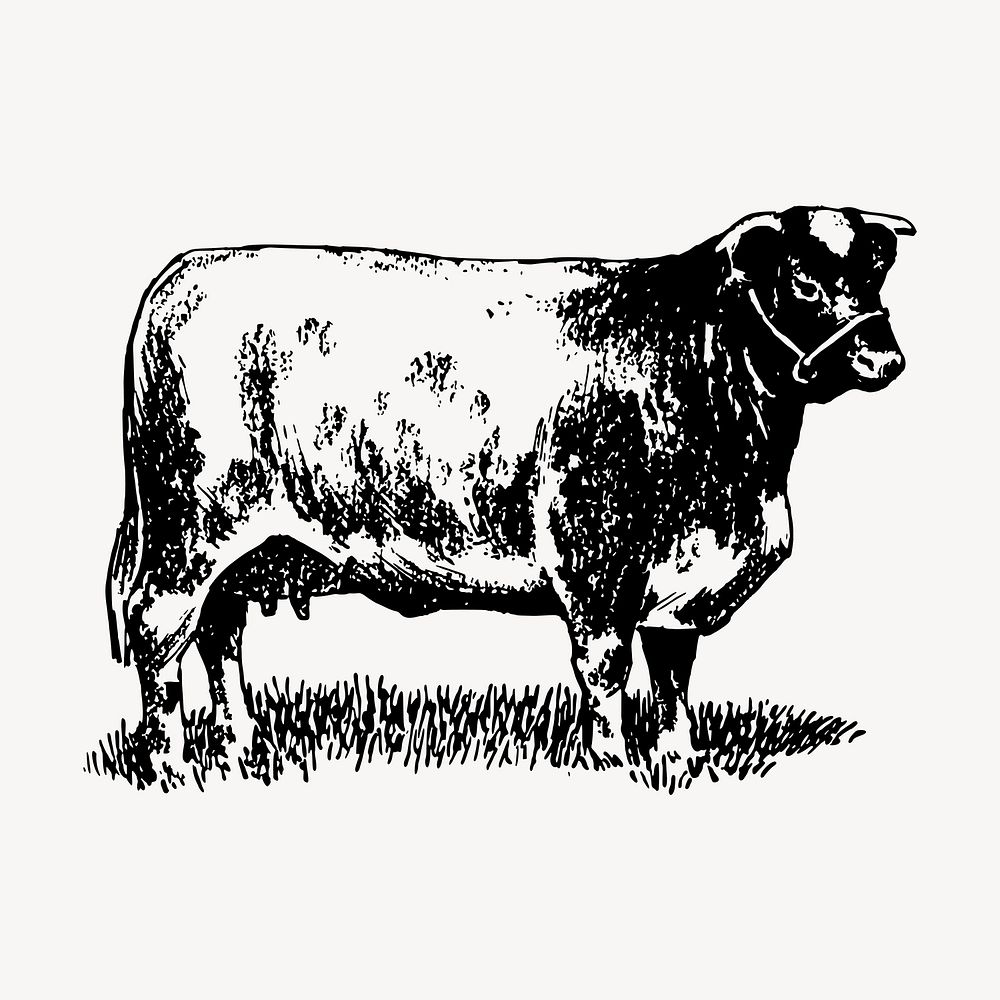 Shorthorn cow drawing, vintage animal illustration vector. Free public domain CC0 image.