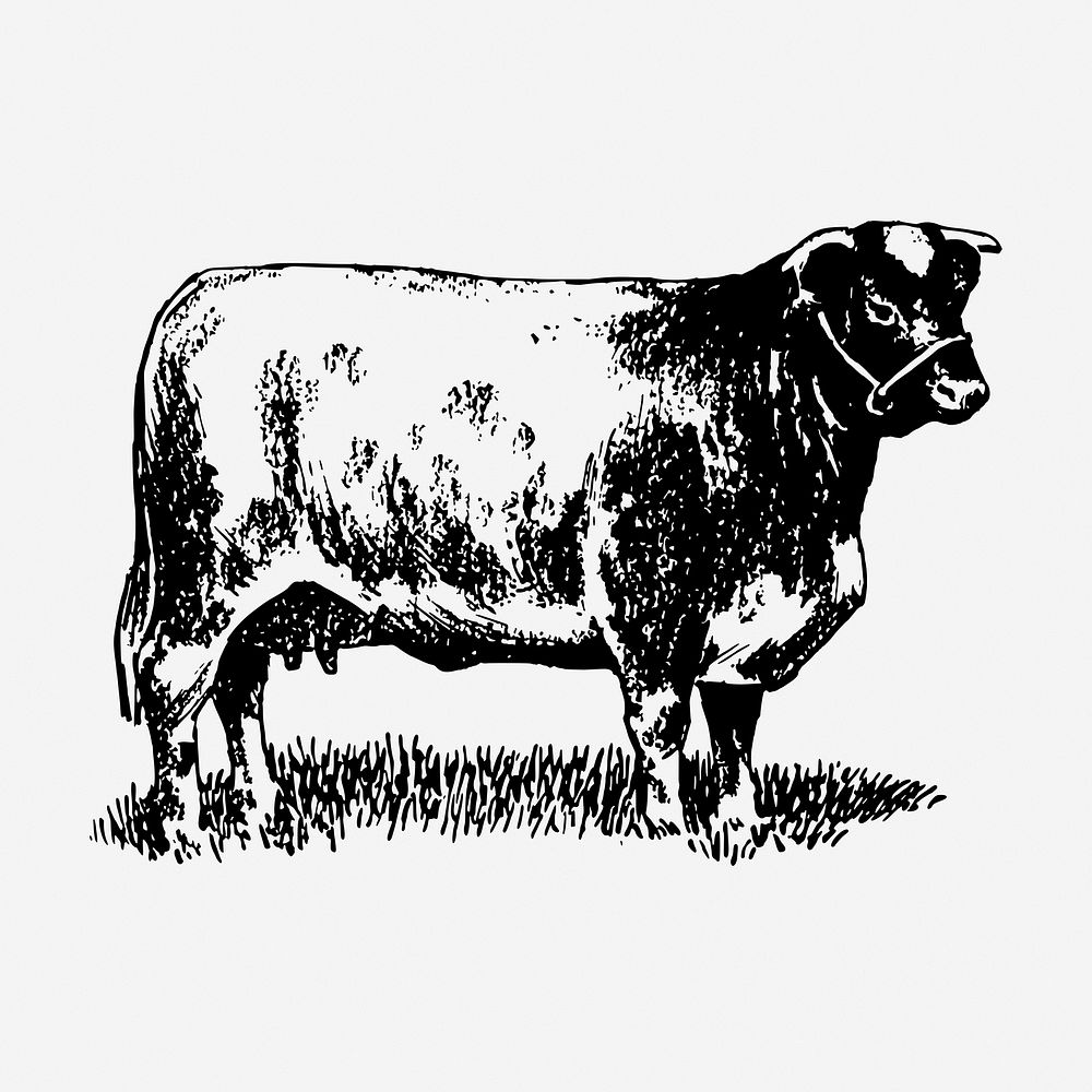 Shorthorn cow drawing, vintage animal illustration. Free public domain CC0 image.