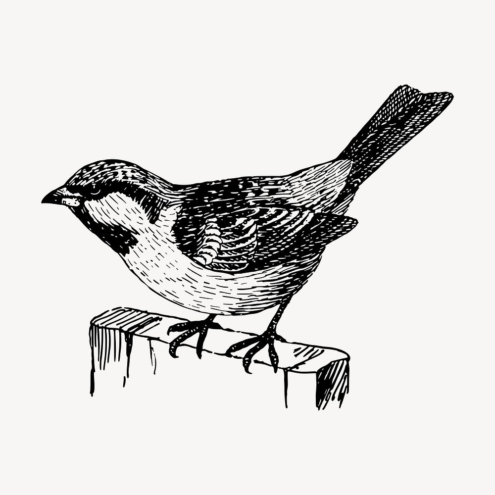 House sparrow bird drawing, vintage animal illustration vector. Free public domain CC0 image.