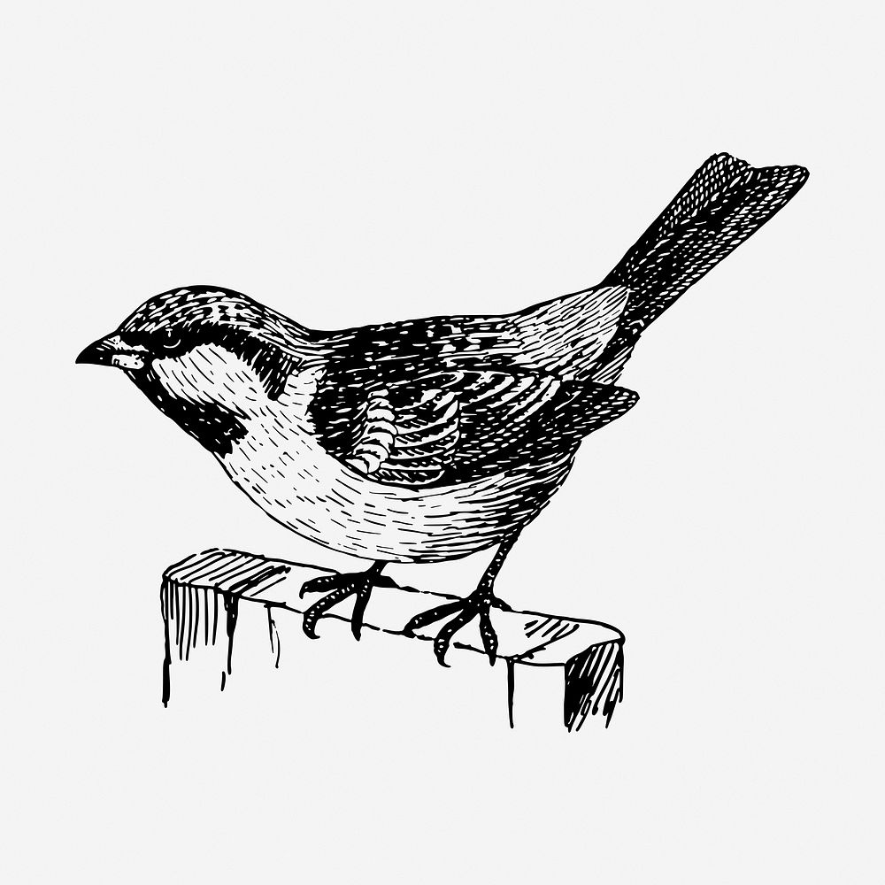 House sparrow bird drawing, vintage animal illustration. Free public domain CC0 image.