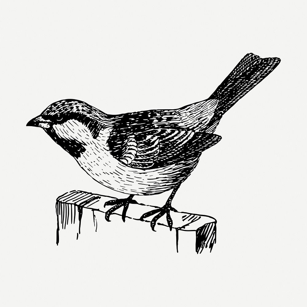 House sparrow bird drawing, vintage animal illustration psd. Free public domain CC0 image.