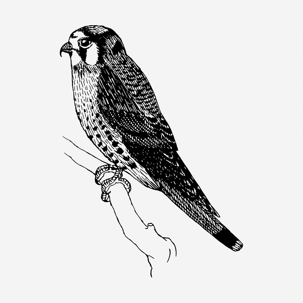 Sparrow hawk bird drawing, vintage animal illustration. Free public domain CC0 image.