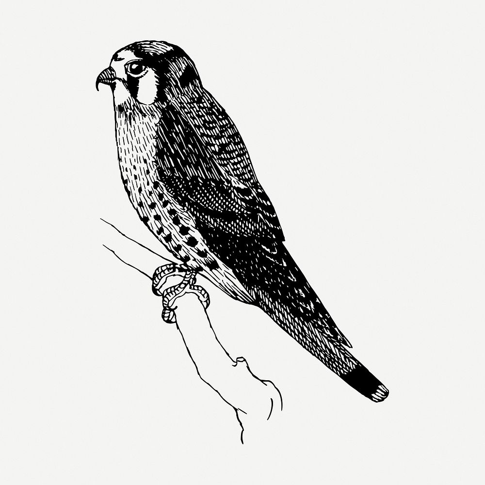 Sparrow hawk bird drawing, vintage animal illustration psd. Free public domain CC0 image.