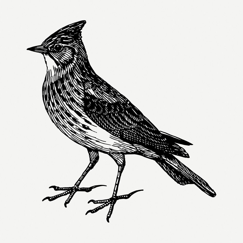 Skylark bird drawing, vintage animal illustration psd. Free public domain CC0 image.