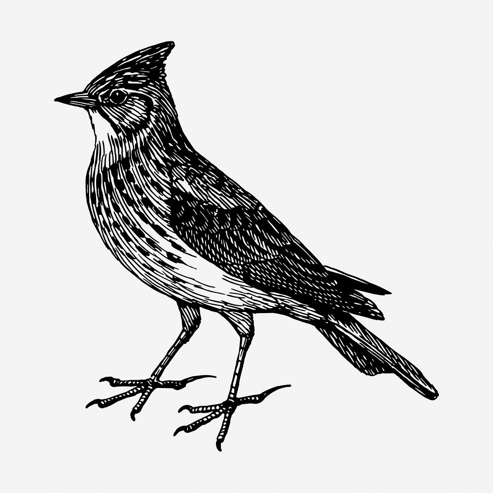 Skylark bird drawing, vintage animal illustration. Free public domain CC0 image.