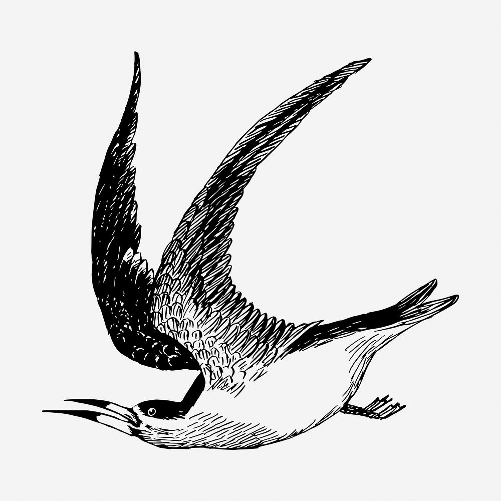 Skimmer bird drawing, vintage animal illustration. Free public domain CC0 image.