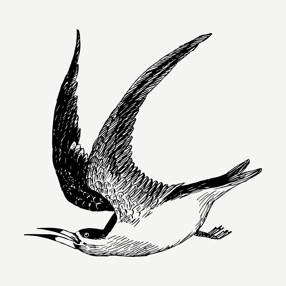 Skimmer bird drawing, vintage animal illustration psd. Free public domain CC0 image.
