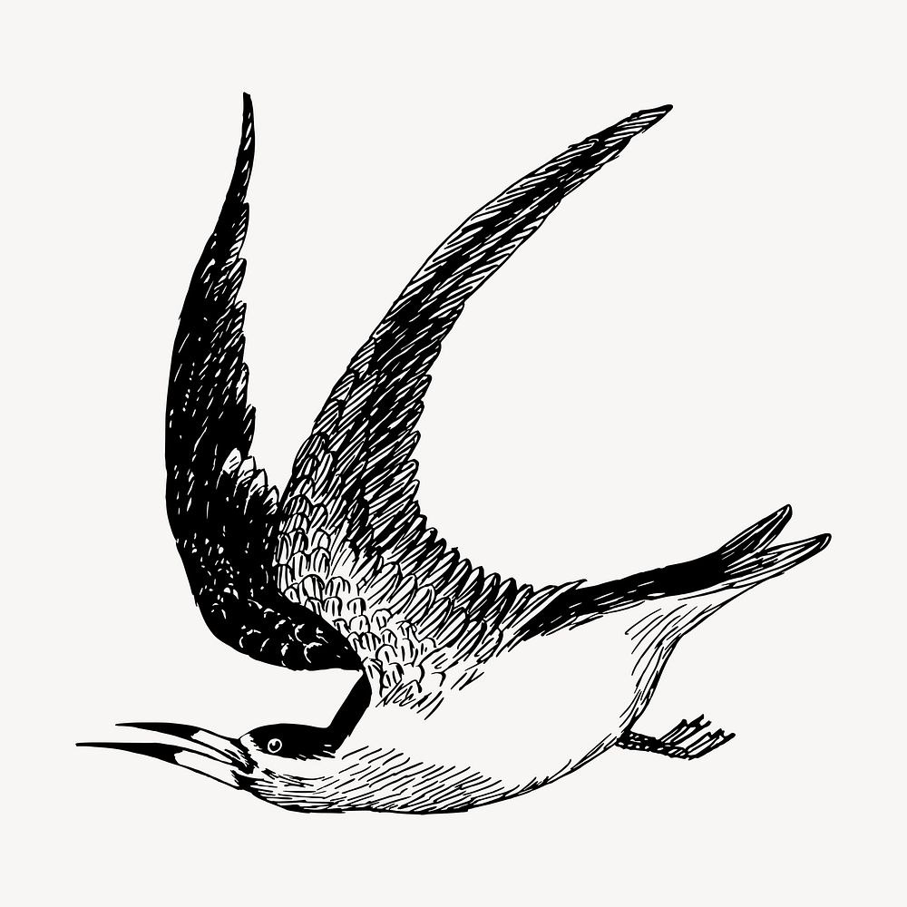 Skimmer bird drawing, vintage animal illustration vector. Free public domain CC0 image.