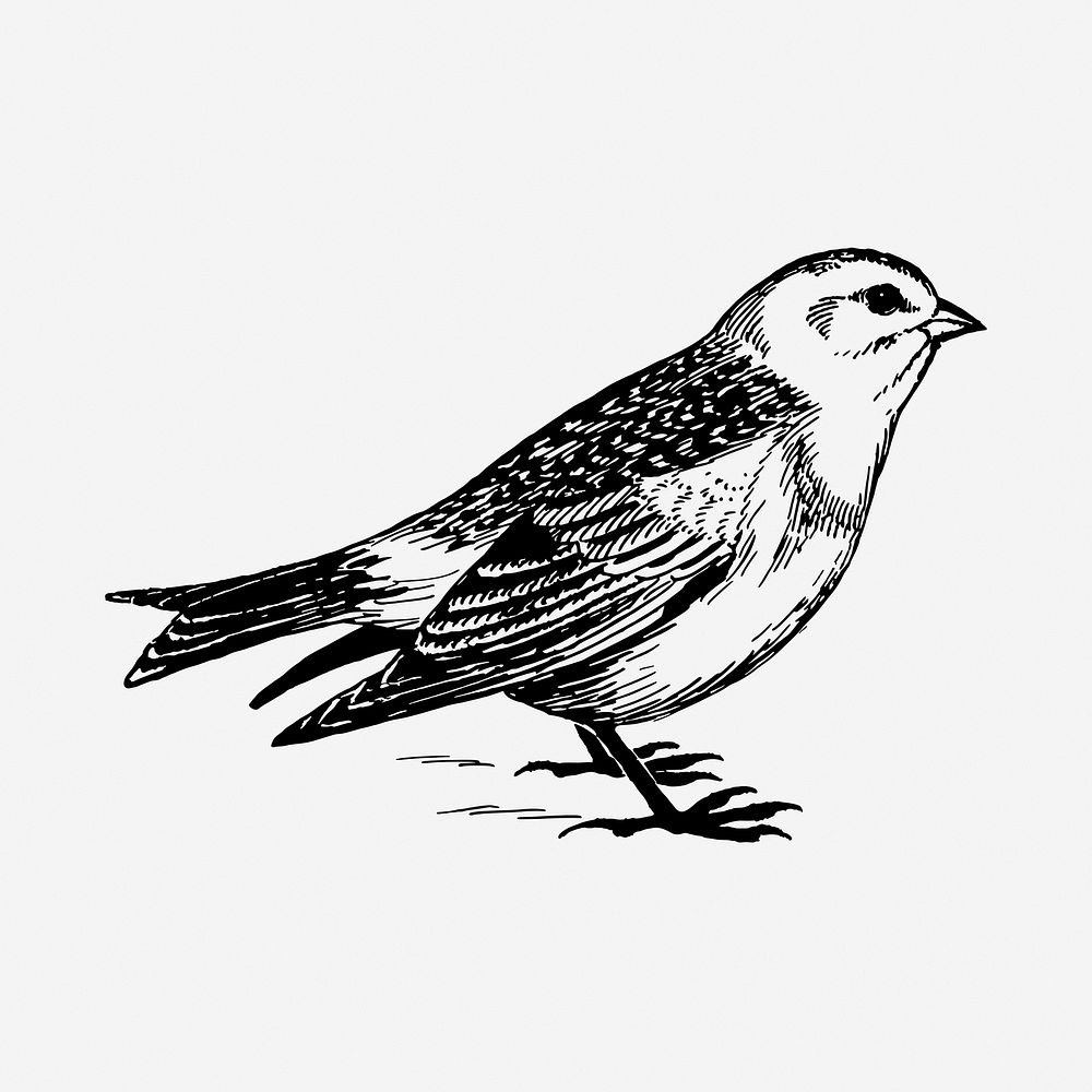 Snow bunting bird drawing, vintage animal illustration. Free public domain CC0 image.