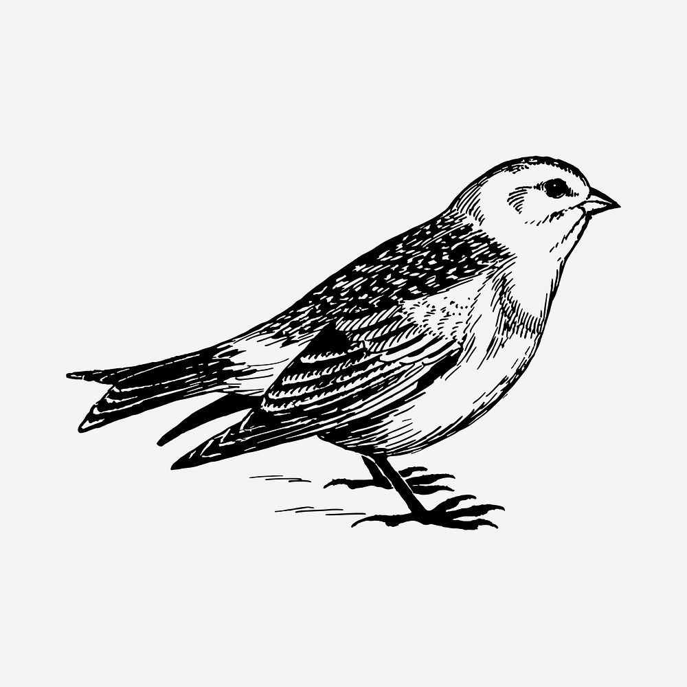 Snow bunting bird drawing, vintage animal illustration psd. Free public domain CC0 image.