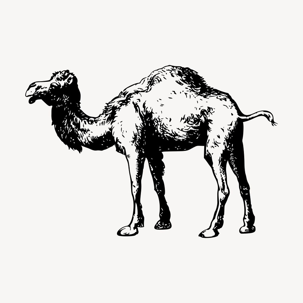 Camel drawing, vintage animal illustration vector. Free public domain CC0 image.