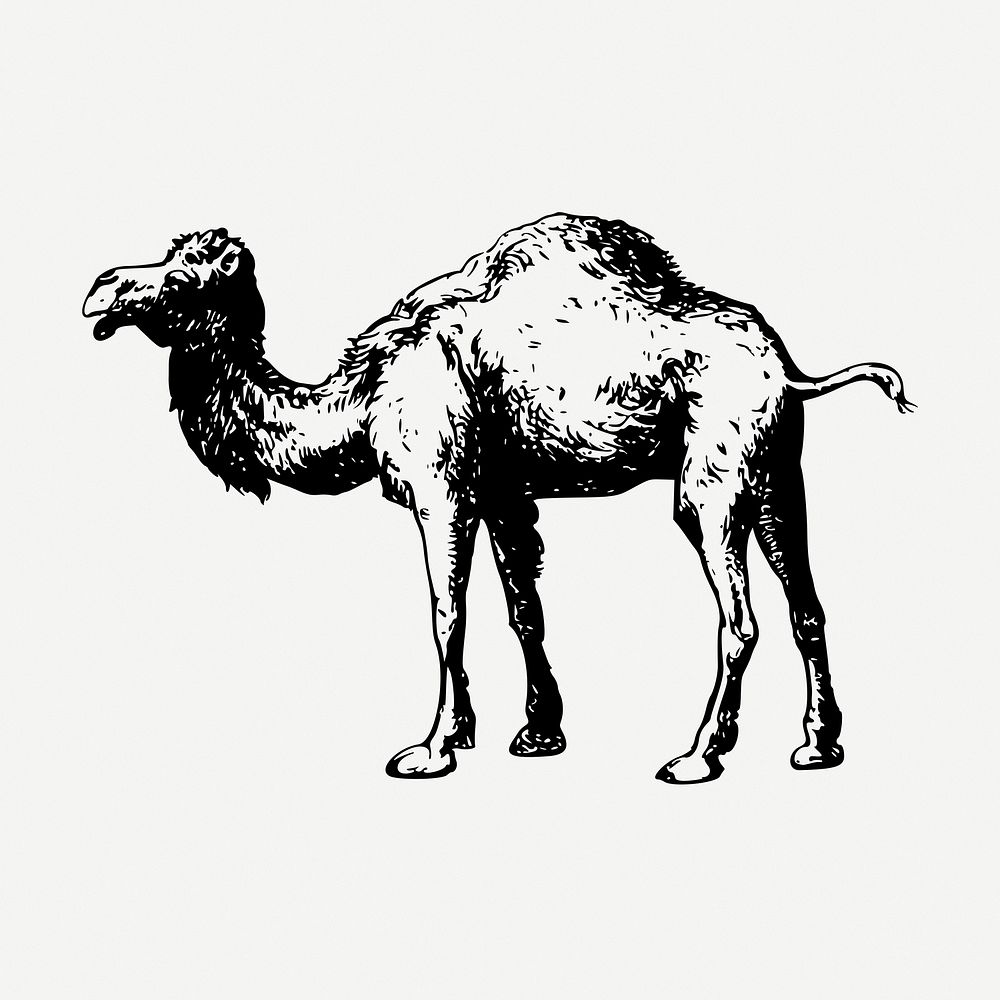 Camel drawing, vintage animal illustration psd. Free public domain CC0 image.
