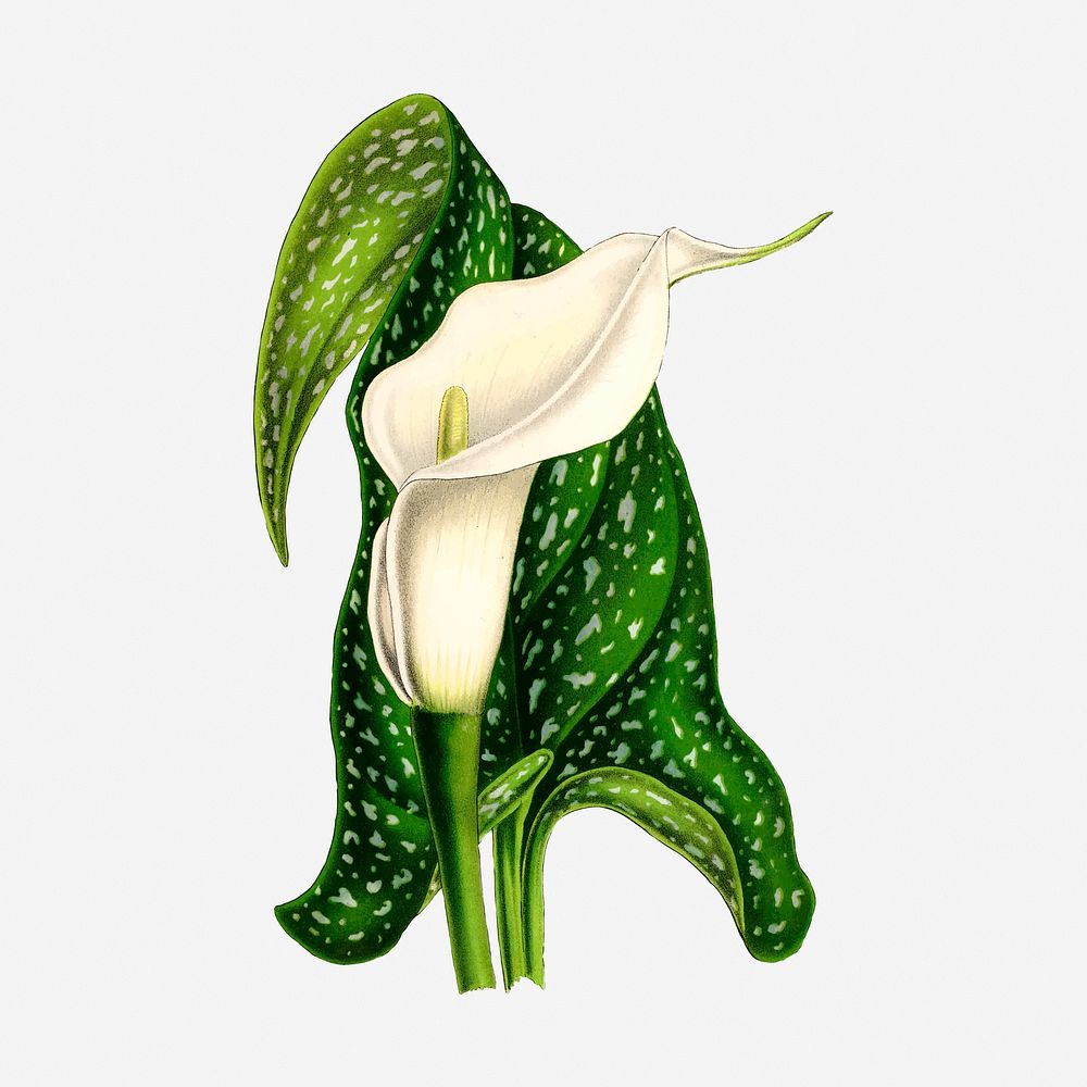 Calla flower clipart, vintage botanical illustration. Free public domain CC0 image.