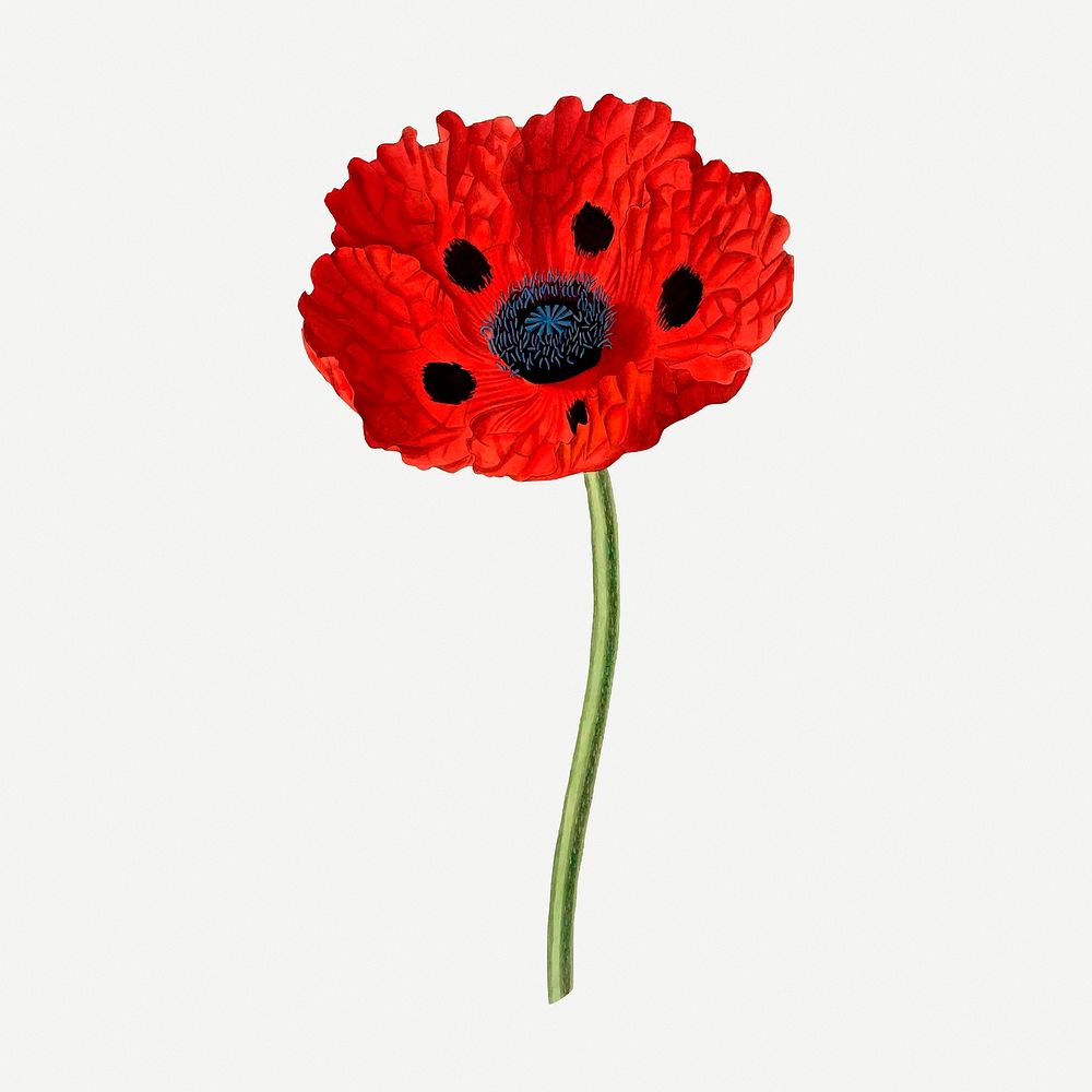 Red poppy flower sticker, vintage botanical illustration psd. Free public domain CC0 image.