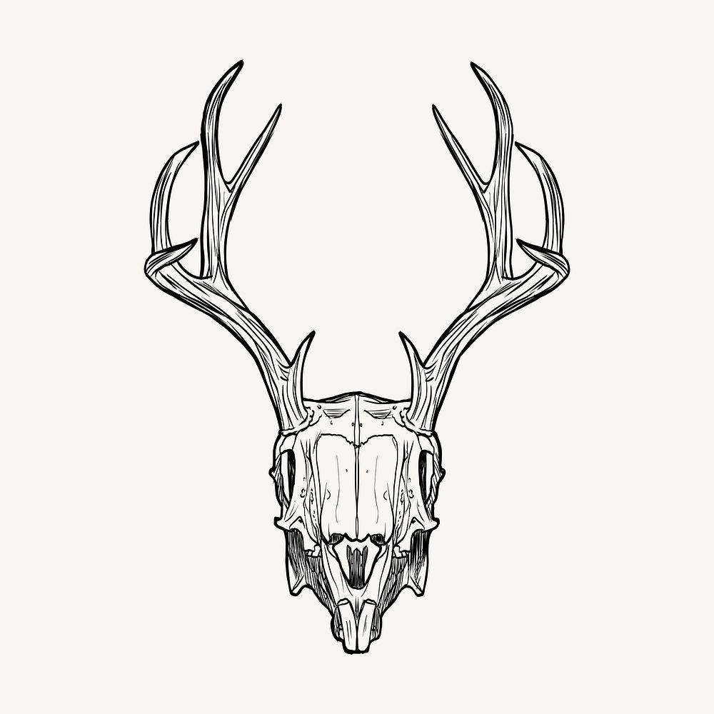 Deer skull drawing, vintage illustration vector. Free public domain CC0 image.