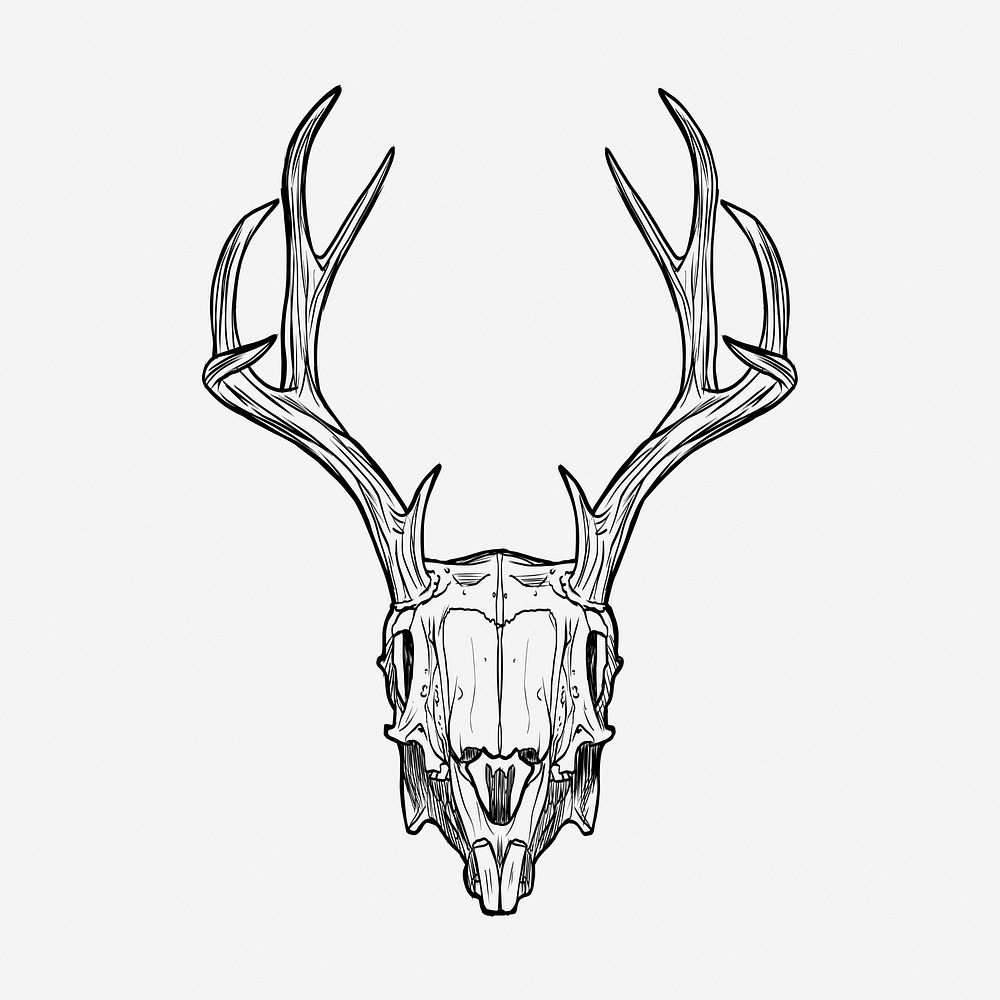 Deer skull drawing, vintage illustration. Free public domain CC0 image.