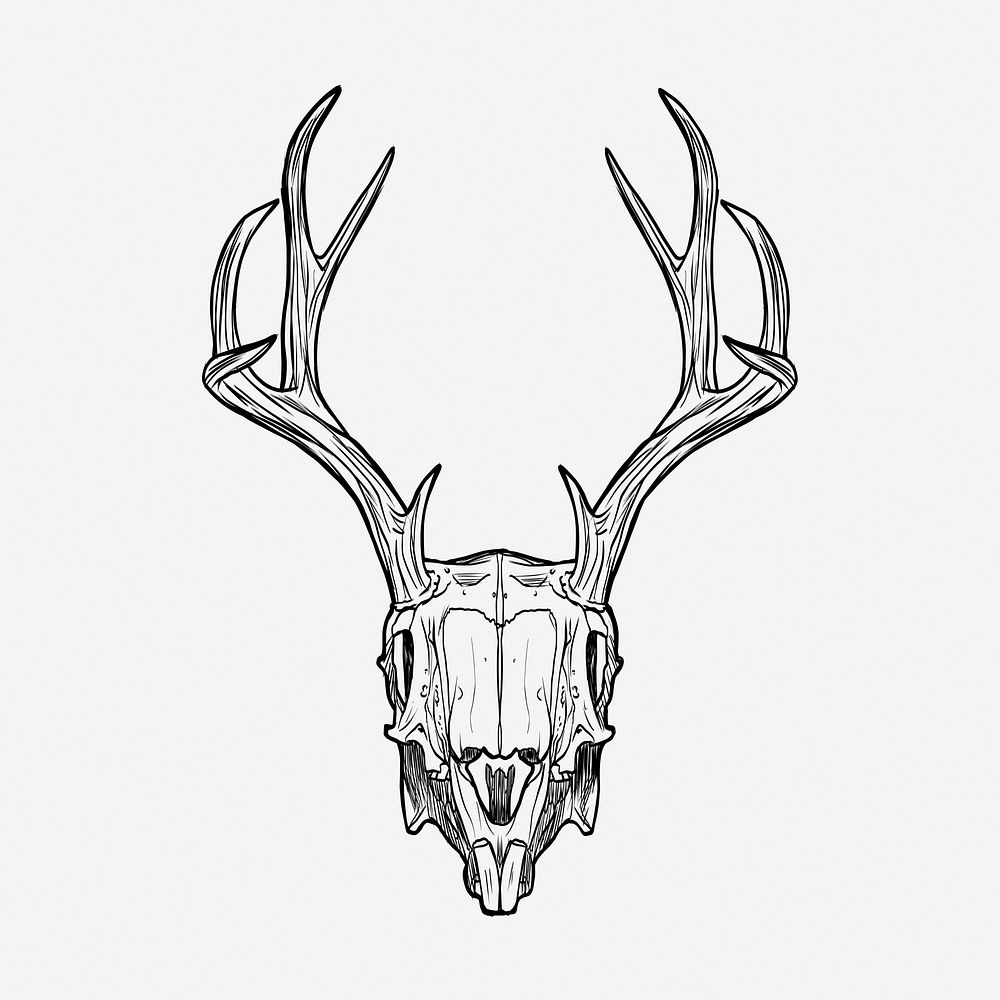 Deer Skull Drawing, Vintage Illustration 