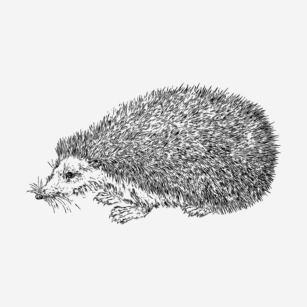 Hedgehog drawing, vintage animal illustration. Free public domain CC0 image.