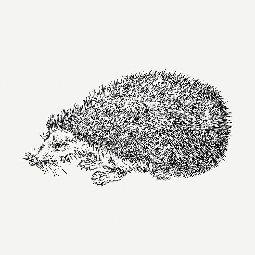 Hedgehog drawing, vintage animal illustration psd. Free public domain CC0 image.