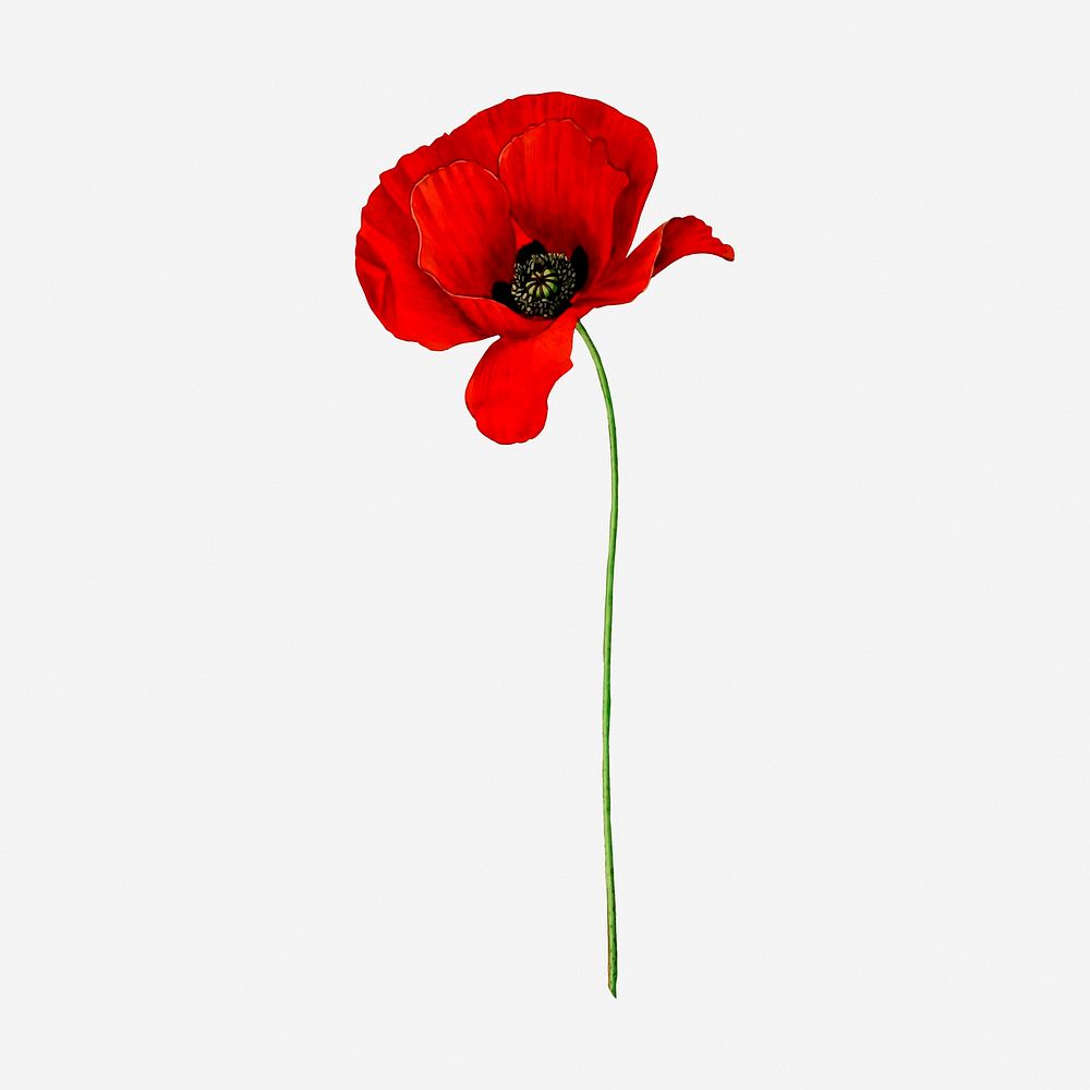 Red poppy flower clipart, vintage botanical illustration. Free public domain CC0 image.