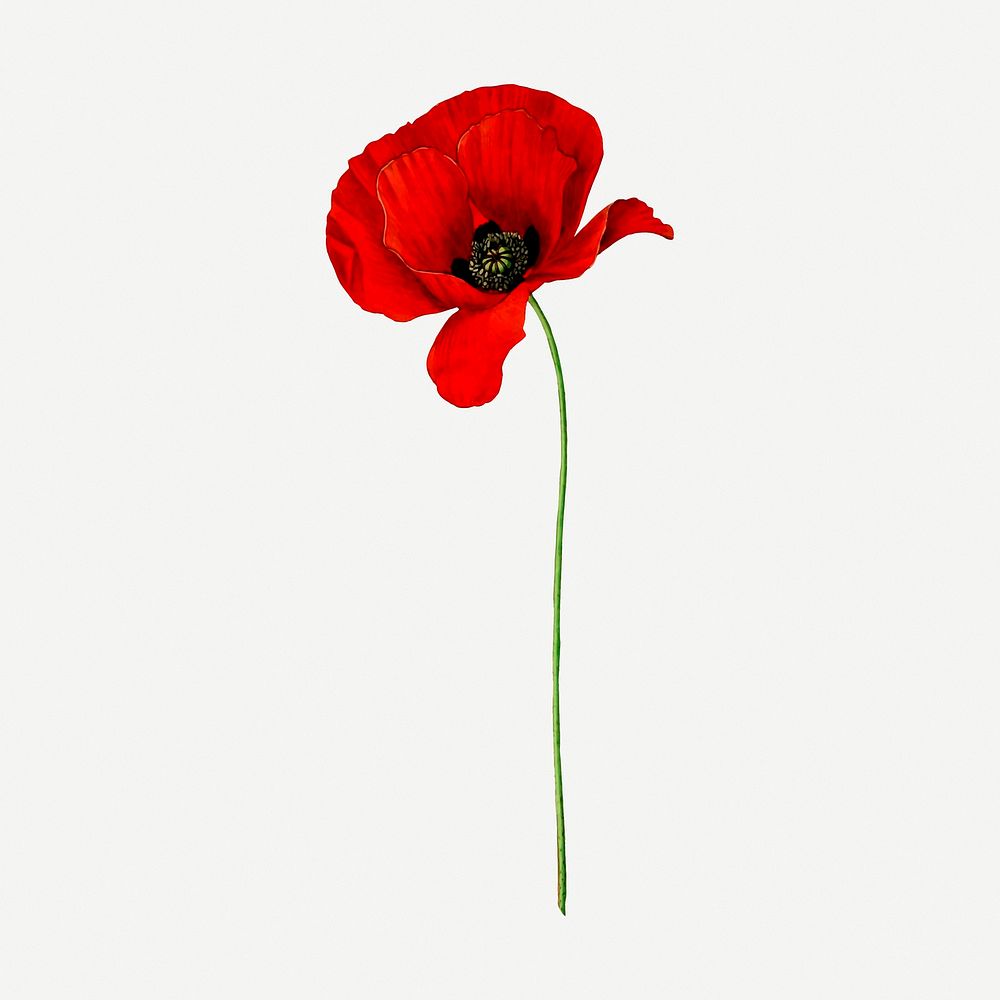 Poppy png